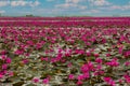 The sea of red lotus, Lake Nong Harn, Udon Thani,Thailand Royalty Free Stock Photo