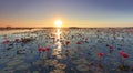 The sea of red lotus, Lake Nong Harn, Udon Thani, Thailand