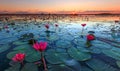 The sea of red lotus, Lake Nong Harn, Udon Thani, Thailand Royalty Free Stock Photo