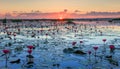 The sea of red lotus, Lake Nong Harn, Udon Thani, Thailand Royalty Free Stock Photo