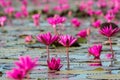 The sea of Red Lotus Pink water lilies lake - Beautiful Nature Landscape red Lotus sea in the morning with fog blurred Royalty Free Stock Photo