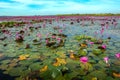 The sea of Red Lotus Pink water lilies lake - Beautiful Nature Landscape red Lotus sea in the morning with fog blurred Royalty Free Stock Photo