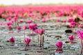 The sea of Red Lotus Pink water lilies lake - Beautiful Nature Landscape red Lotus sea in the morning with fog blurred Royalty Free Stock Photo