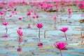 The sea of Red Lotus Pink water lilies lake - Beautiful Nature Landscape red Lotus sea in the morning with fog blurred Royalty Free Stock Photo