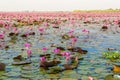 The sea of Red Lotus Pink water lilies lake - Beautiful Nature Landscape red Lotus sea in the morning with fog blurred Royalty Free Stock Photo