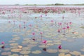 The sea of Red Lotus Pink water lilies lake - Beautiful Nature Landscape red Lotus sea in the morning with fog blurred Royalty Free Stock Photo