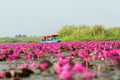 The sea of Red Lotus Pink water lilies lake - Beautiful Nature Landscape red Lotus sea in the morning with fog blurred Royalty Free Stock Photo