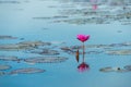 The sea of Red Lotus Pink water lilies lake - Beautiful Nature Landscape red Lotus sea in the morning with fog blurred Royalty Free Stock Photo