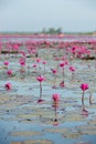 The sea of Red Lotus Pink water lilies lake - Beautiful Nature Landscape red Lotus sea in the morning with fog blurred Royalty Free Stock Photo