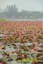 The sea of Red Lotus Pink water lilies lake in Thailand.