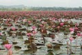 The sea of Red Lotus Pink water lilies lake in Thailand.