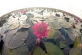 The sea of Red Lotus Pink water lilies lake in Thailand.