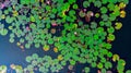 The sea of red lotus press angle, Lake Nong Harn, Udon Thani, Thailand