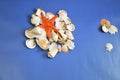 White shells and a red starfish on a blue background. Top view, place for text Royalty Free Stock Photo