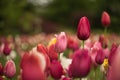 A sea of red tulips with blurred background.