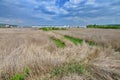 Sea of reed covering the pool remains from the Someseni Baths near Cluj Royalty Free Stock Photo