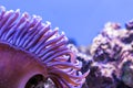 Sea reef - purple actinia and fish-clowns Amphiprion ocellaris