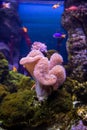 Sea reef - purple giant carpet sea anemone Stichodactyla gigantea