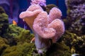 Sea reef - giant carpet sea anemone Stichodactyla gigantea