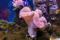 Sea reef - purple carpet sea anemone Stichodactyla gigantea