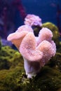Sea reef - purple giant carpet sea anemone Stichodactyla gigantea