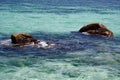 Sea Reefs Rocks in water Bird flying between Tropical Natural Landscape