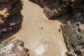 The sea Roach bug or sea slater Royalty Free Stock Photo