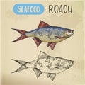 Seafood or common sea roach, slater sketch Royalty Free Stock Photo