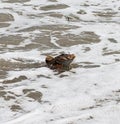 Sea Robin fish with a hook in its mouth Royalty Free Stock Photo