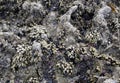 Sea rock full of barnacles, mussels and other mollusks and algae, sea rock texture Royalty Free Stock Photo