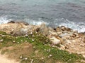 Sea-rock-plants living together Royalty Free Stock Photo