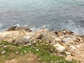 Sea-rock-plants living together Royalty Free Stock Photo