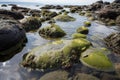 sea rocks without algal cover