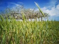 Photography of fig tree and wheat with blue sky Royalty Free Stock Photo