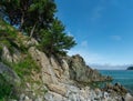 Sea rocky shore and growing pine trees Royalty Free Stock Photo