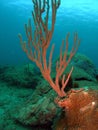 Sea Rod and Brain Coral Royalty Free Stock Photo