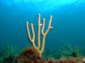 Sea Rod Coral Royalty Free Stock Photo