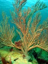 Sea Rod Coral Royalty Free Stock Photo