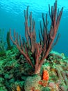 Sea Rod Coral Royalty Free Stock Photo