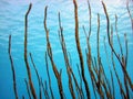 Sea Rod soft coral Royalty Free Stock Photo