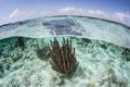 Sea Rods in the Caribbean Sea Royalty Free Stock Photo