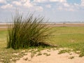 Sea rush and sea milkwort on salt marshes, Kwade Hoek, Goeree, Zuid-Holland, Netherlands