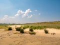 Sea rush, reed, cordgrass and marram grass in nature reserve Kwade Hoek, Goeree, Zuid-Holland, Netherlands Royalty Free Stock Photo