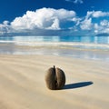 Sea's coconuts (coco de mer) on beach at Seychelles Royalty Free Stock Photo