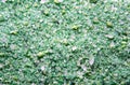 Sea salt background or texture in green color. Little minerals Royalty Free Stock Photo