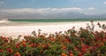 A sea with a salt covered coastline with mountains in the background and red flowers in the foreground