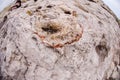 Sea salt deposits in a hole Royalty Free Stock Photo