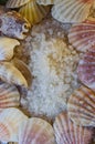 Sea salt and seashells Royalty Free Stock Photo
