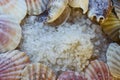 Sea salt and seashells Royalty Free Stock Photo
