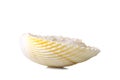 Sea salt in a shell Royalty Free Stock Photo